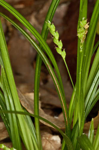 Carex cumberlandensis #20